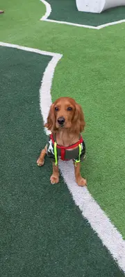 ÜMRANİYE BELEDİYESİ KÖPEK EĞİTİM MERKEZİ-ÜMKEM fotoğrafı