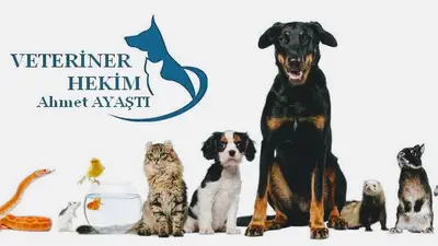 Veteriner Hekim Ahmet AYAŞTI - Taş Veteriner Muayenehanesi