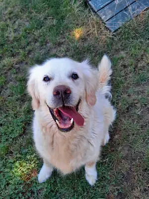 Pati Dog Club - Köpek Eğitimi Merkezi fotoğrafı