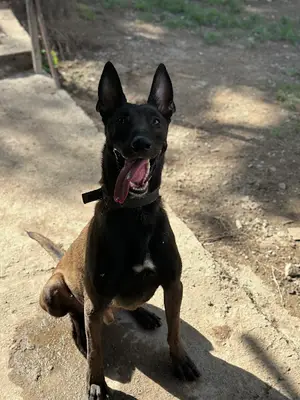 Hatay Köpek Eğitimi ve Pansiyon Dogwartss
