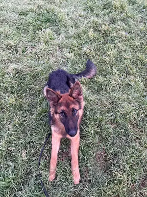 Efekan Alkan Köpek Eğitimi - İzmir fotoğrafı