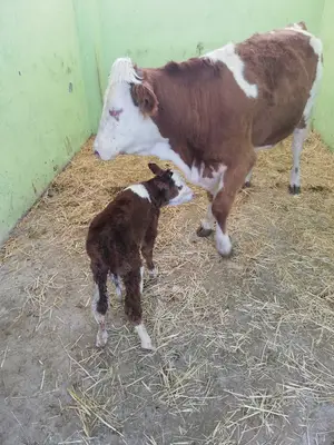 BİSMİL OTOGAR VETERİNER KLİNİĞİ