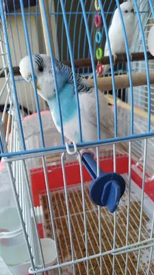 Teknik Akvaryum