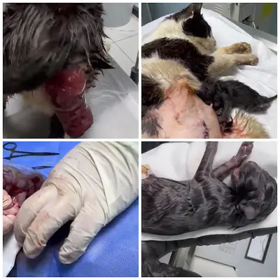 Remedial Veteriner Kliniği
