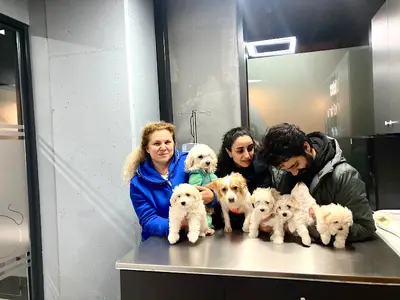 Vet Pegas Veteriner Kliniği