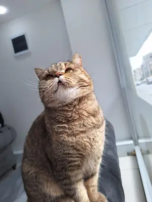 Eylül Veteriner Kliniği