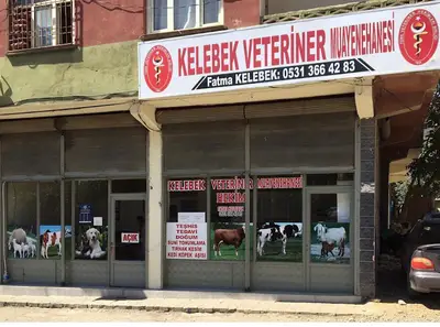 Kelebek veteriner muayenehanesi