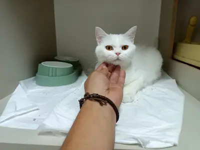 Egeden Veteriner kliniği