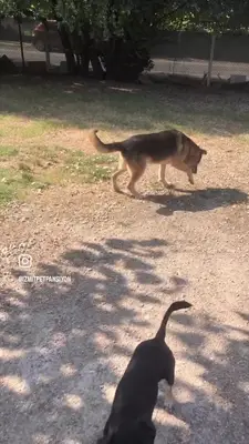 Gönüllü hayvan sahiplendirme fotoğrafı