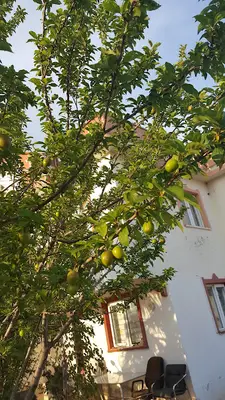 Antalya pet pansiyon fotoğrafı