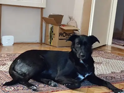 Bahadır Veteriner Kliniği