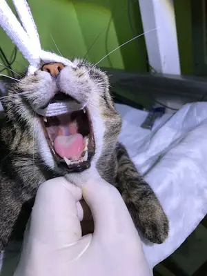 Avrasya Veteriner kliniği Üsküdar