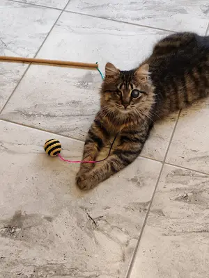 Luna Veteriner Kliniği