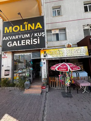 Molina Petshop ve Gurme Pet Mama