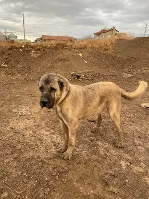 şen ortaklar köpek çiftliği fotoğrafı