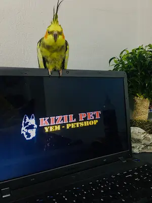 Çiğli Petshop Kızılpet Yem