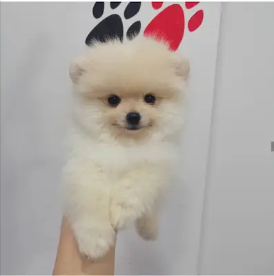 Patilance pet kuaför fotoğrafı