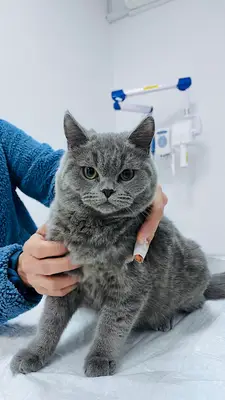 SamVet Veteriner Kliniği / Pet ve Egzotik Muayene