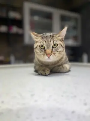 Garfield Veteriner Kliniği