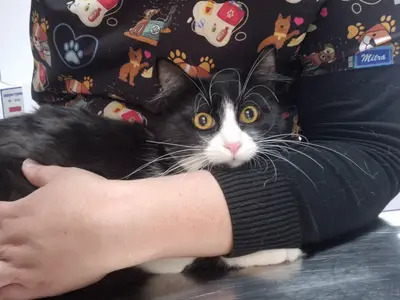 Özgür Veteriner Kliniği