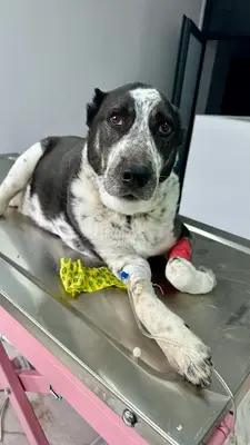 Beray Vet, Animal Healthcare & Physiotherapy Center