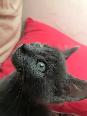 CAN-VET Veteriner Kliniği