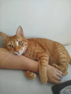 Doğan Vet.Kliniği-Hüseyin Doğam
