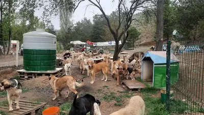 Seğmenler hayvan barinagi fotoğrafı