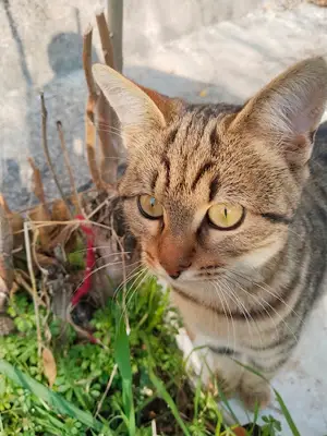 Piroğlu besicilik fotoğrafı