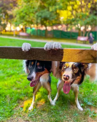 Pawclass fotoğrafı