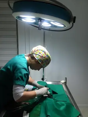 Nif Veteriner