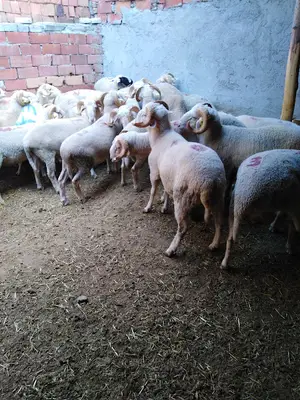 Aras küçükbaş hayvancılık