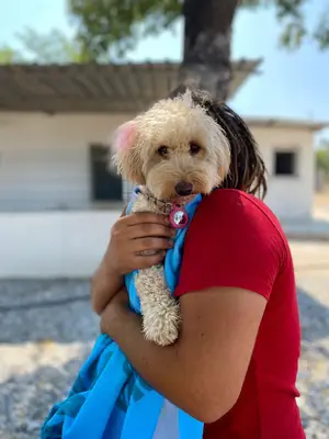 Tüylü Dostlar Pet Otel fotoğrafı
