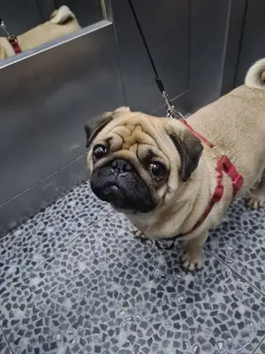 Petopia Veteriner Kliniği- Veterinary Clinic