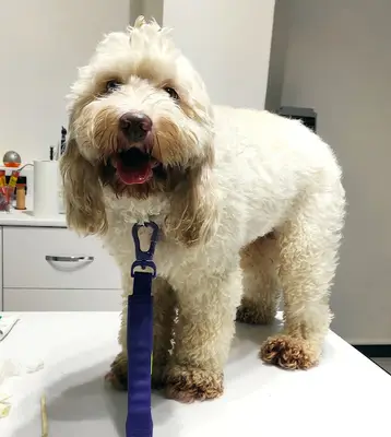 Laika Veteriner Kliniği