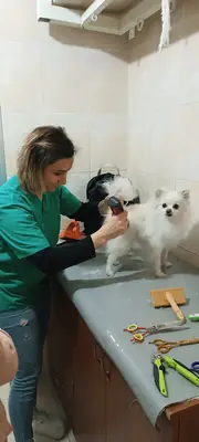 maya pet kuaför