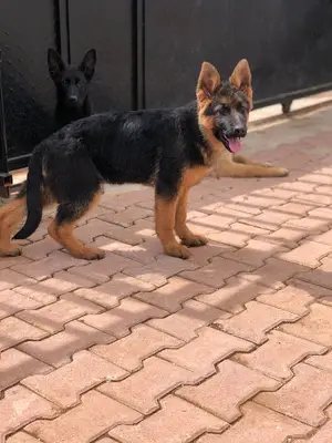 Vonbir K9 Arama Kurtarma