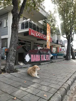 The Pet Shop (Soner Güçlü)