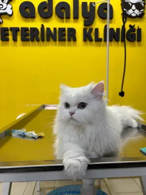 Adalya Veteriner Kliniği