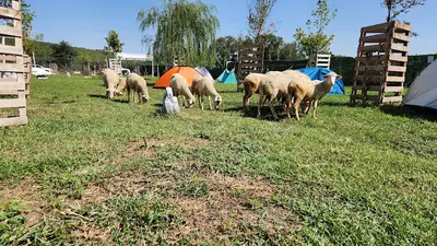 HAYTAP Emekli Hayvanlar Çiftliği (BURSA)