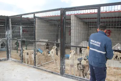 Emirdağ hayvan barınağı