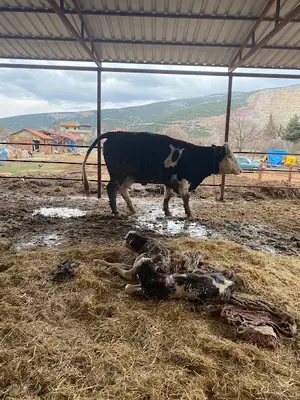 Barış Yeniay Veteriner Kliniği