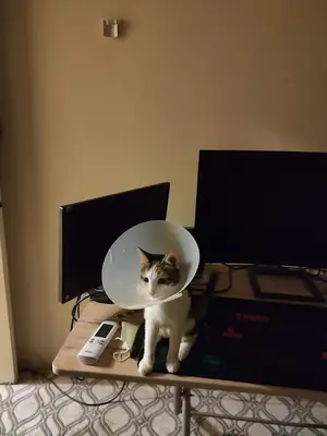 Belen Veteriner Kliniği