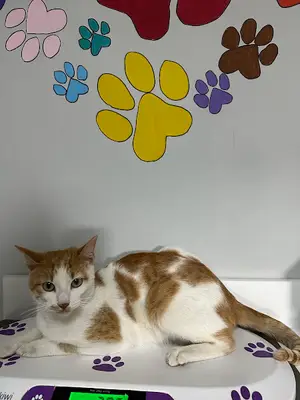 Mor Vet Veteriner Kliniği
