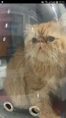 Silopi Zeki Veteriner Kliniği