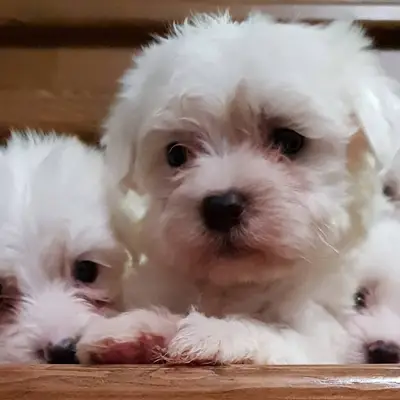 ÜSTÜN Pet Shop KEDİ & KÖPEK DÜNYASI ANTAKYA fotoğrafı