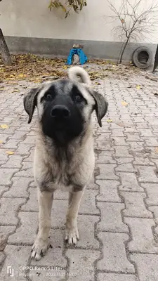 Yahşi Veteriner Kliniği