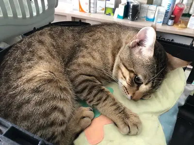 Emek veteriner kliniği