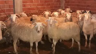 Barışcan besicilik ve hayvancılık