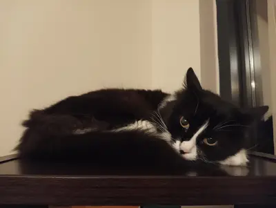 SmartVet Çiğli Veteriner Klinik
